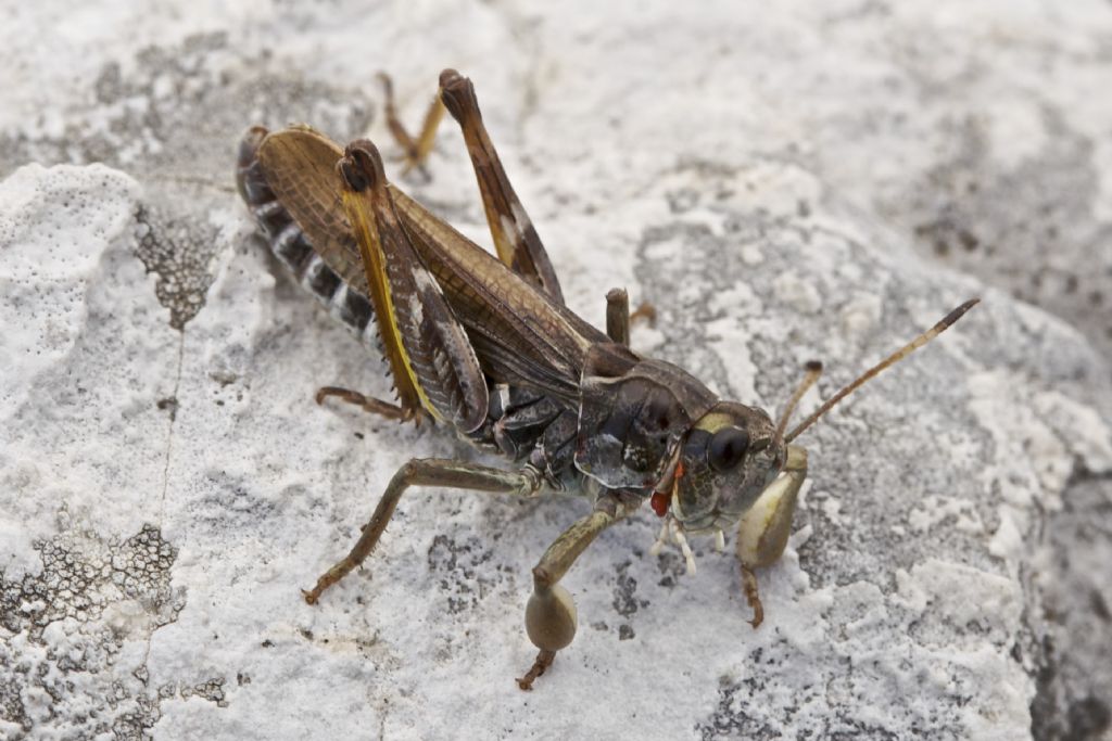 Gomphocerus sibiricus
